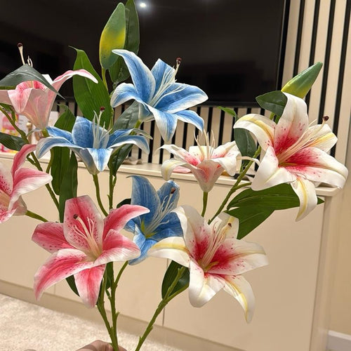 tos-no1a-i-t5fjg24jzw-no/477a7ded902642da8efc94eeaf8d2d7a