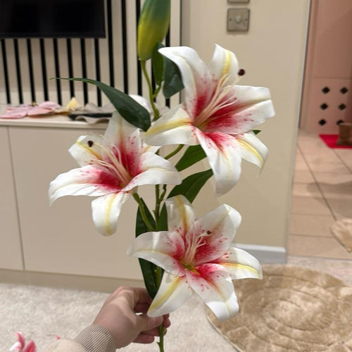 tos-no1a-i-t5fjg24jzw-no/e35458afc27543a4b8651765b8cd4474